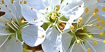 Schmetterling auf einer Schlehdorn-Blüte