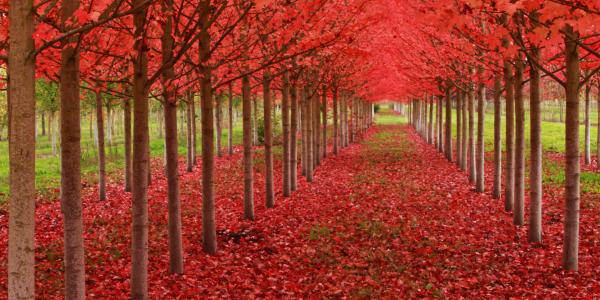 Ein Herbst wird kommen