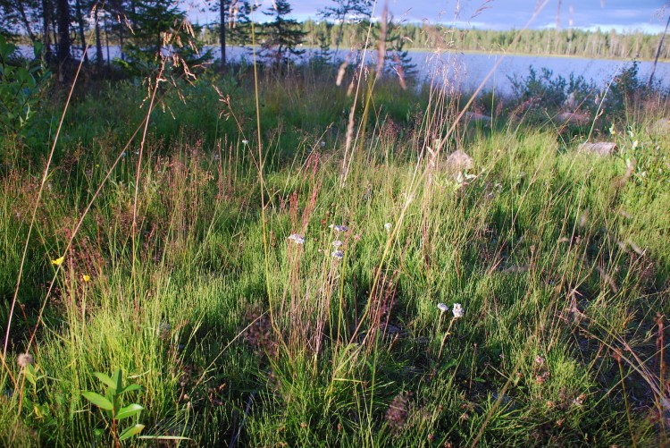 Gräser am See