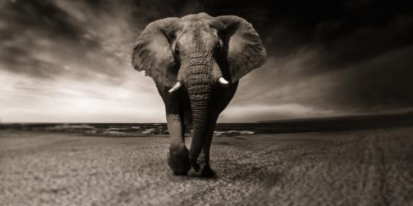 Afrika