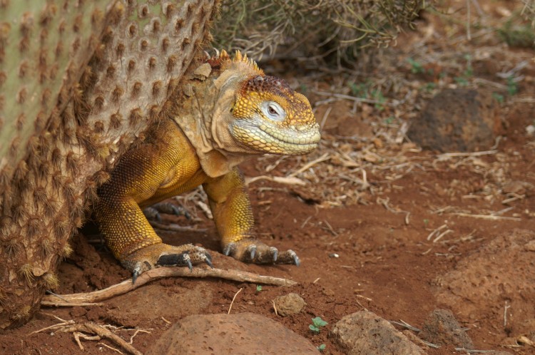 Galapagos