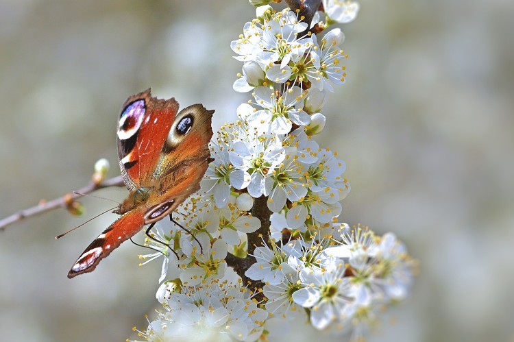 Schmetterling auf einer Schlehdorn-Blüte