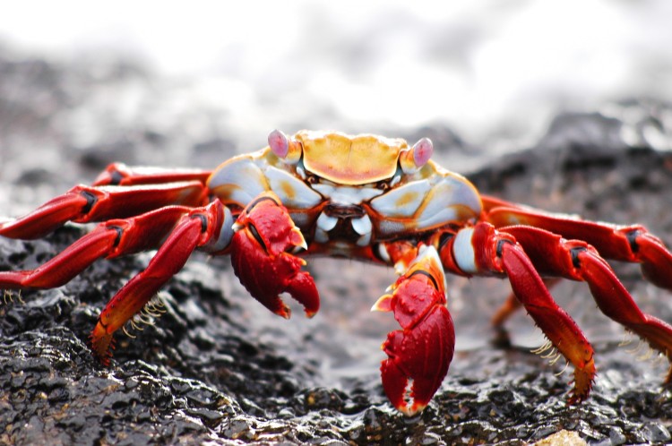 Crab