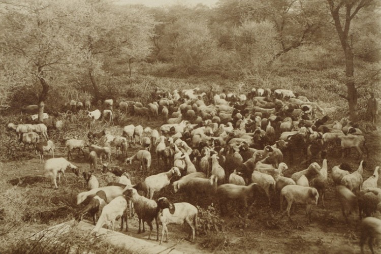 Karakuls in Namibia