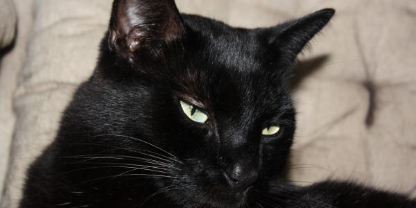 Die Katze