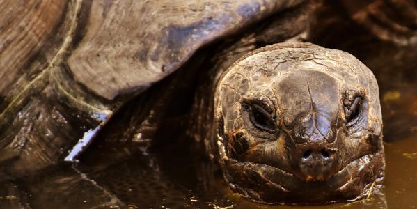 Das Geheimnis der Galapagos-Inseln