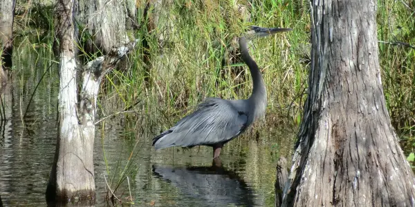 Florida: Big Cypress Swamp - a Majestic Blue Heron Florida: Big Cypress Swamp - a Majestic Blue Heron