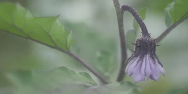 Auberginen-Blüte Auberginen-Blüte