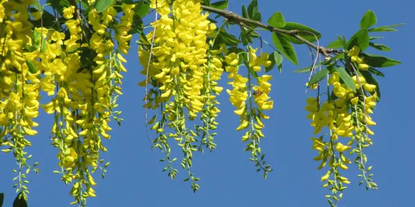 Goldregen - schön, aber sehr giftig