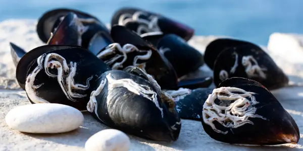 Maritime Kryptogramme