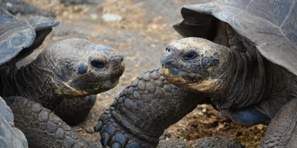 Galápagos tortoise Galápagos tortoise