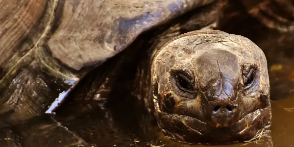 Galapagos-Schildkröte