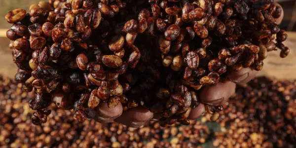 BLUE HARVEST El Salvador - CATHOLIC RELIEF SERVICES